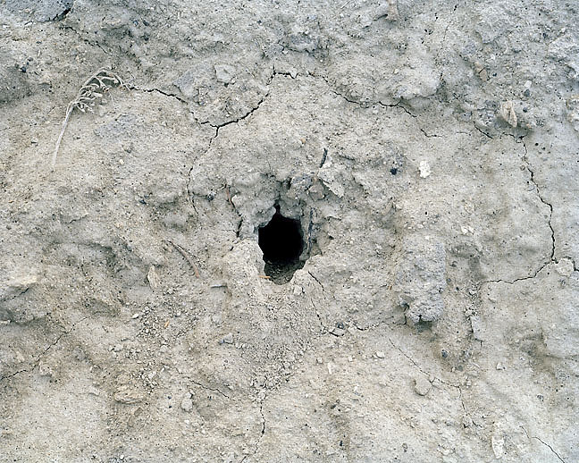 animal holes