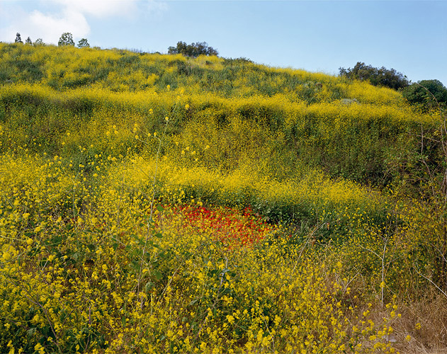 Untitled Landscape