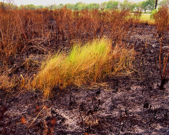 Burned Brush