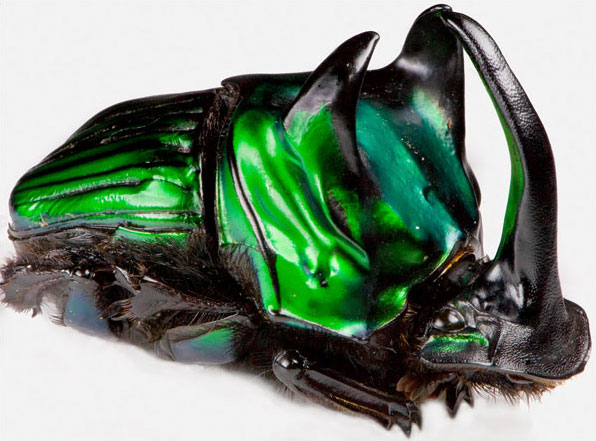 Oxysternon conspicillatum