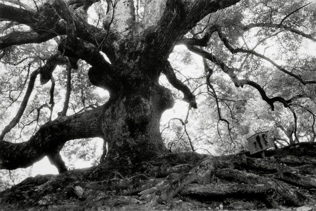 11. Kyoto, 1979